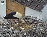 Capi_Dubne_20260524_182502.jpg