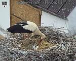 Capi_Dubne_20260524_184002.jpg