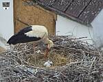 Capi_Dubne_20260524_184503.jpg