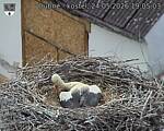 Capi_Dubne_20260524_190503.jpg
