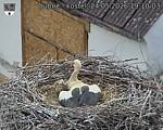Capi_Dubne_20260524_191003.jpg