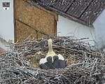 Capi_Dubne_20260524_191503.jpg