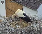 Capi_Dubne_20260524_192502.jpg