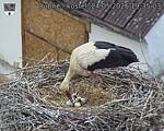 Capi_Dubne_20260524_193503.jpg