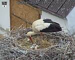 Capi_Dubne_20260524_194003.jpg