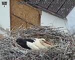 Capi_Dubne_20260524_201503.jpg