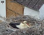 Capi_Dubne_20260524_202003.jpg