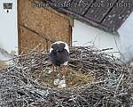 Capi_Dubne_20260524_203003.jpg