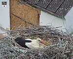 Capi_Dubne_20260524_203503.jpg