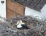 Capi_Dubne_20260524_205003.jpg