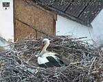 Capi_Dubne_20260524_210504.jpg