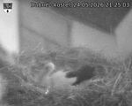 Capi_Dubne_20260524_212503.jpg