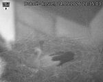 Capi_Dubne_20260524_213503.jpg