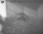 Capi_Dubne_20260524_220002.jpg