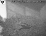 Capi_Dubne_20260524_223003.jpg