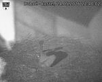 Capi_Dubne_20260524_224002.jpg