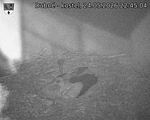 Capi_Dubne_20260524_224504.jpg