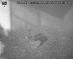 Capi_Dubne_20260524_231002.jpg