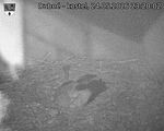 Capi_Dubne_20260524_232002.jpg
