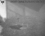 Capi_Dubne_20260524_234003.jpg