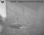 Capi_Dubne_20260524_235002.jpg
