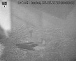 Capi_Dubne_20260525_000503.jpg
