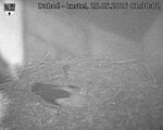 Capi_Dubne_20260525_013002.jpg