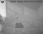 Capi_Dubne_20260525_013503.jpg
