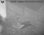 Capi_Dubne_20260525_020503.jpg