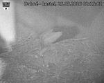 Capi_Dubne_20260525_021502.jpg