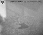 Capi_Dubne_20260525_022503.jpg