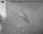 Capi_Dubne_20260525_030003.jpg