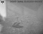 Capi_Dubne_20260525_031003.jpg