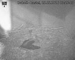 Capi_Dubne_20260525_032503.jpg