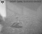 Capi_Dubne_20260525_034503.jpg