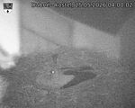Capi_Dubne_20260525_040002.jpg