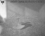 Capi_Dubne_20260525_040502.jpg