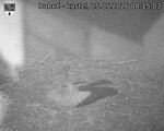 Capi_Dubne_20260525_041503.jpg