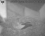 Capi_Dubne_20260525_042002.jpg