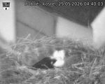 Capi_Dubne_20260525_044003.jpg