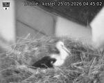 Capi_Dubne_20260525_044502.jpg