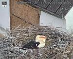 Capi_Dubne_20260525_045502.jpg