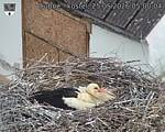 Capi_Dubne_20260525_050004.jpg