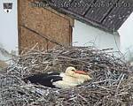 Capi_Dubne_20260525_051004.jpg