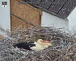 Capi_Dubne_20260525_051503.jpg