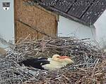 Capi_Dubne_20260525_052004.jpg