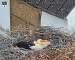 Capi_Dubne_20260525_052502.jpg