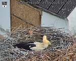 Capi_Dubne_20260525_053003.jpg