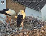Capi_Dubne_20260525_053502.jpg