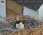 Capi_Dubne_20260525_054504.jpg